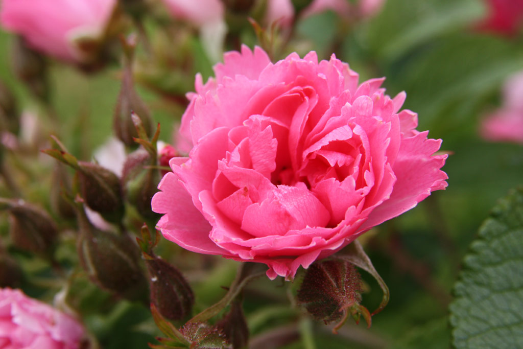 růže Pink Grootendorst