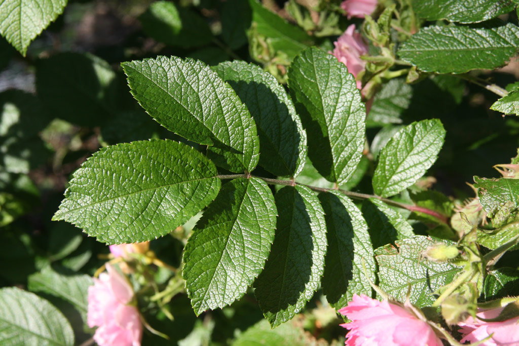 růže Pink Grootendorst