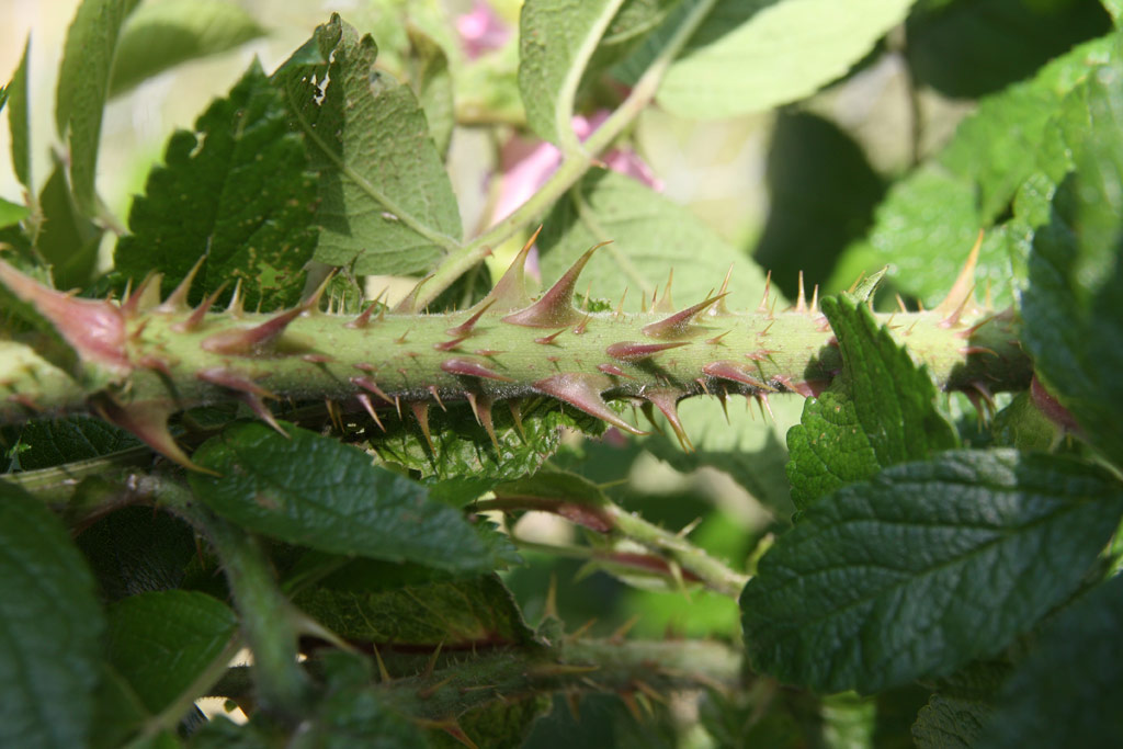 růže Pink Grootendorst