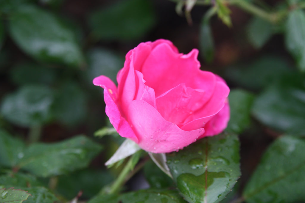 růže Pink Knock Out