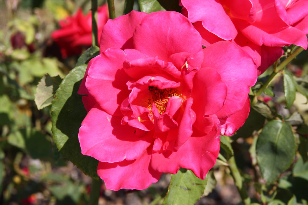 růže Pink Masterpiece