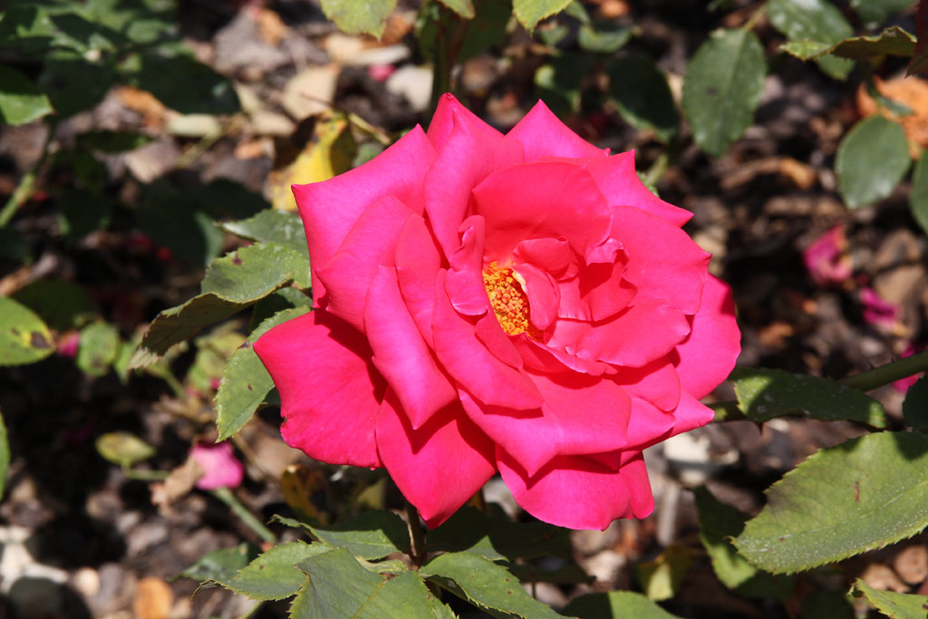 růže Pink Masterpiece