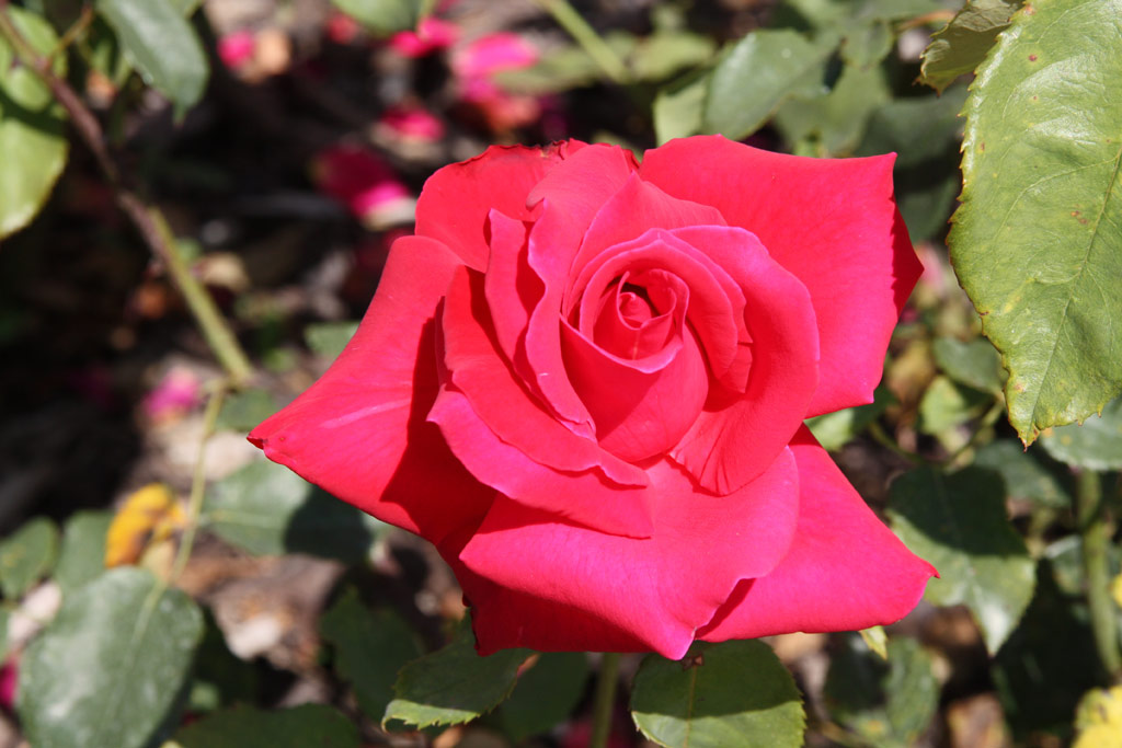 růže Pink Masterpiece