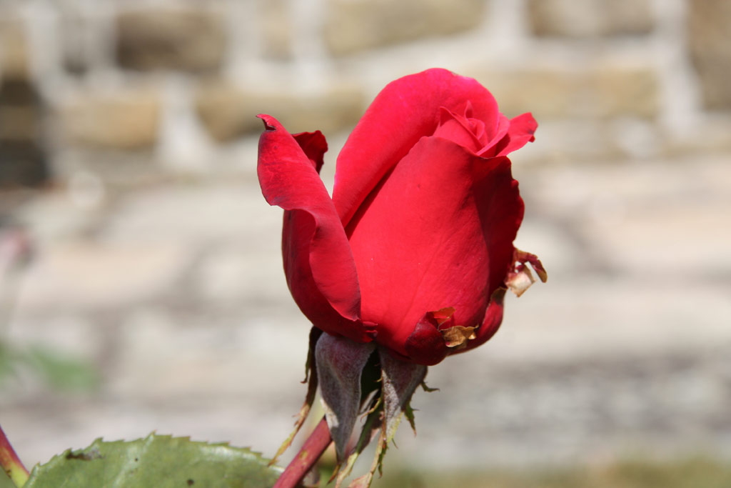 růže Pink Masterpiece