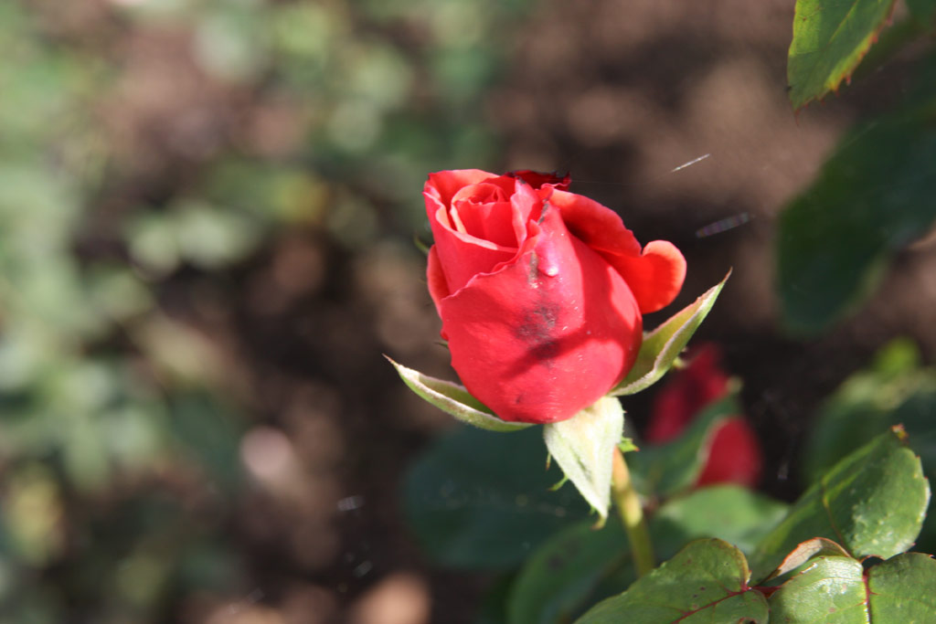 růže Pink Masterpiece