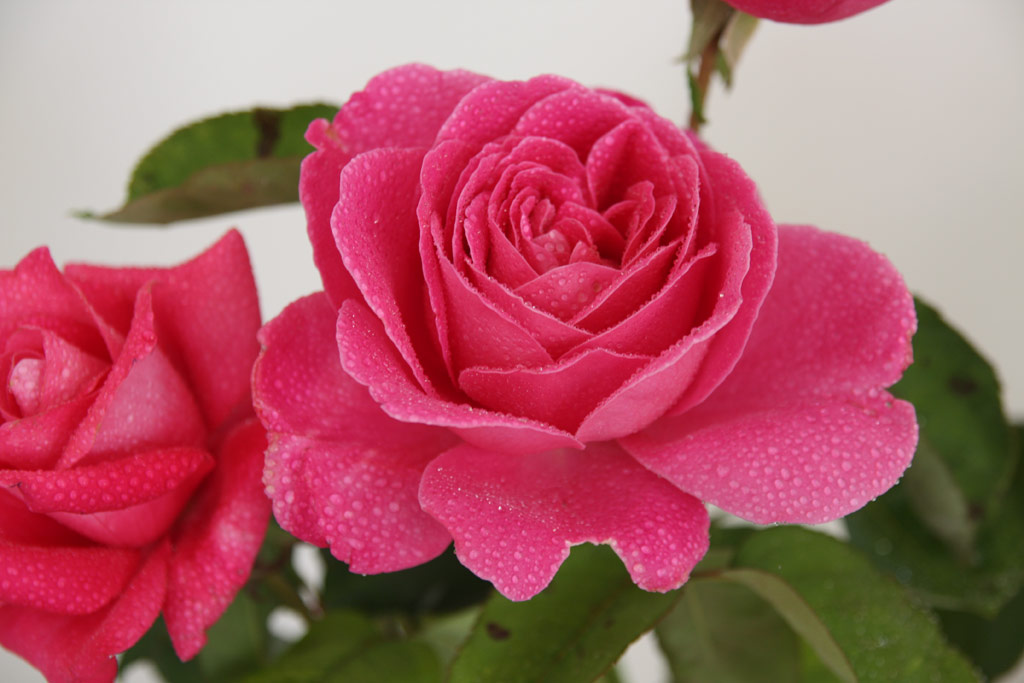 růže Pink Peace