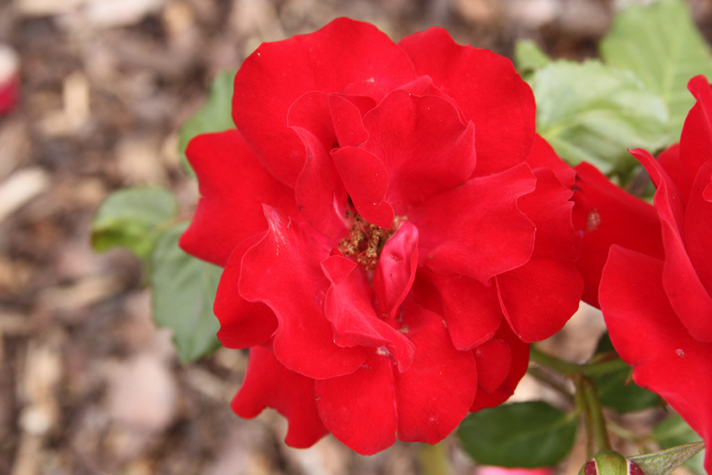 růže Piros Paprika