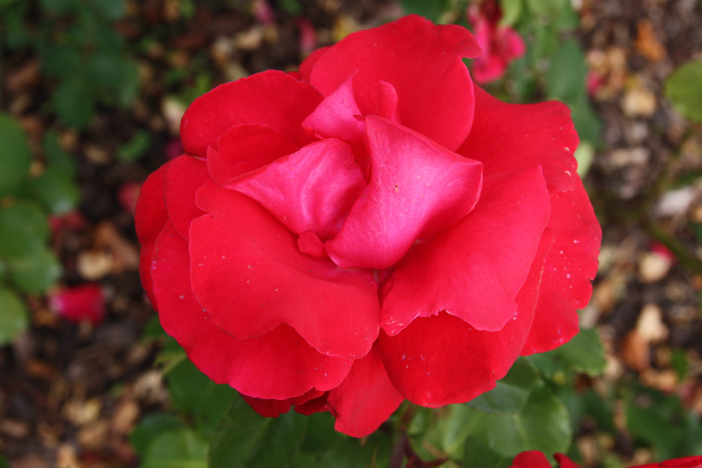 růže Placido Domingo