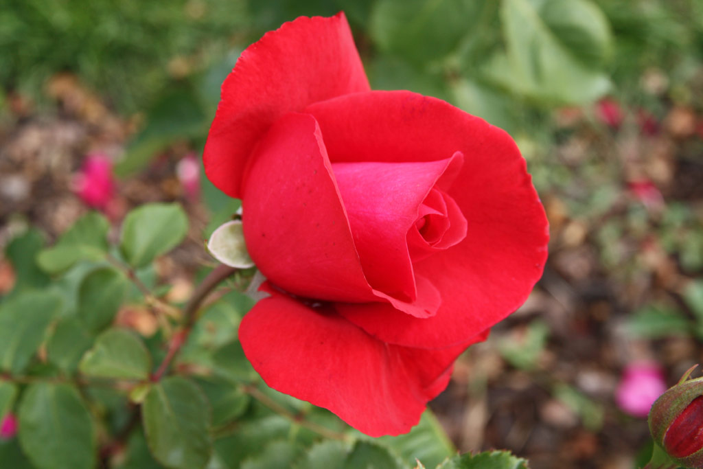 růže Placido Domingo