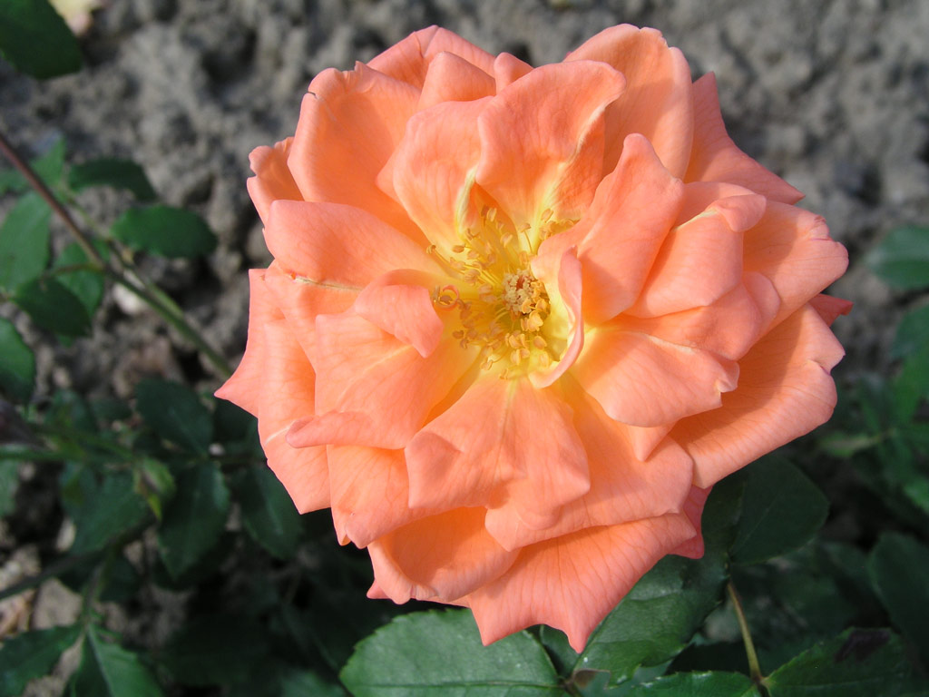 růže Plamja Vostoka