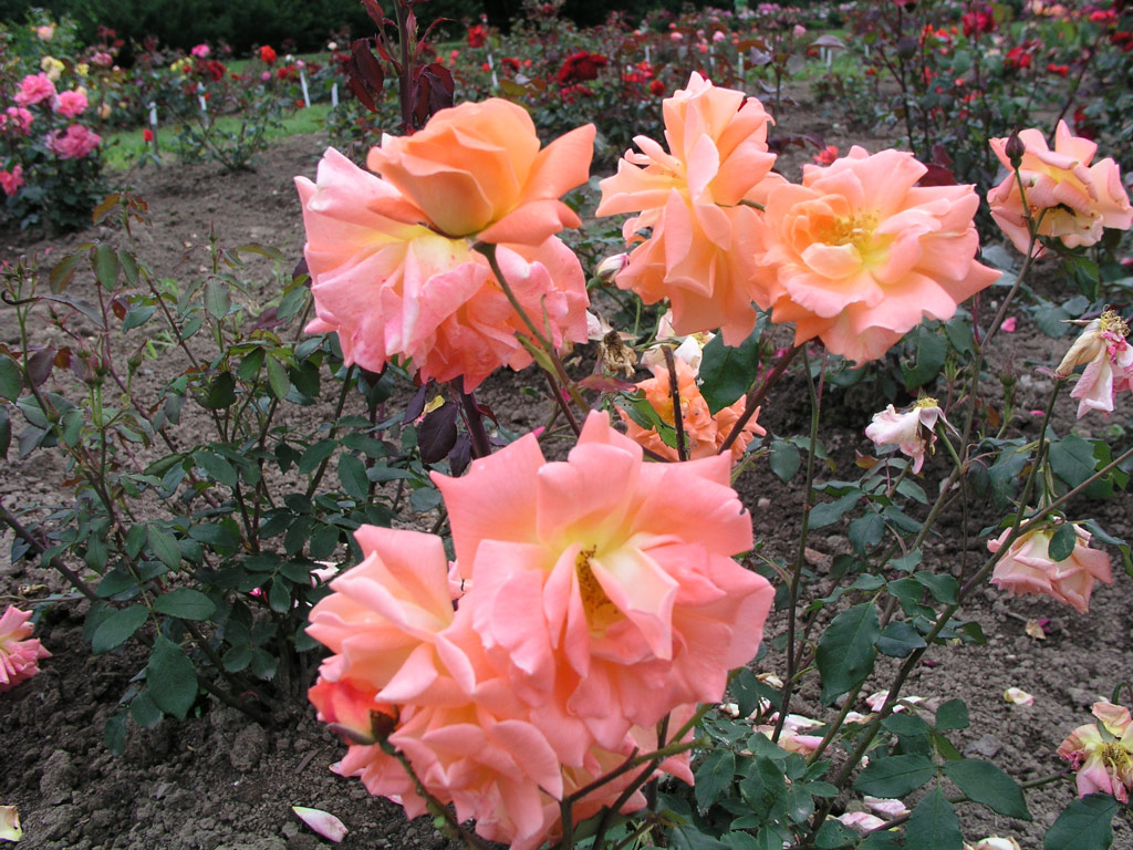 růže Plamja Vostoka