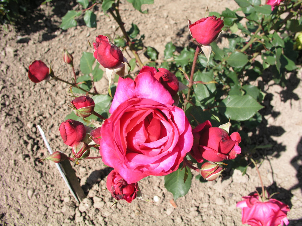 růže Planten un Blomen