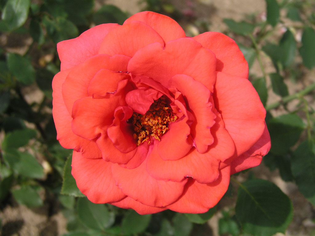 růže P?ovansk Zahradnk*