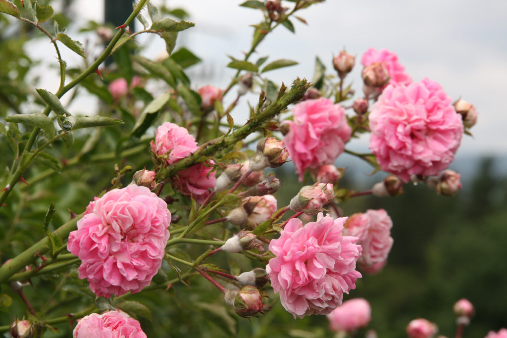 růže Poema (Borov hora)
