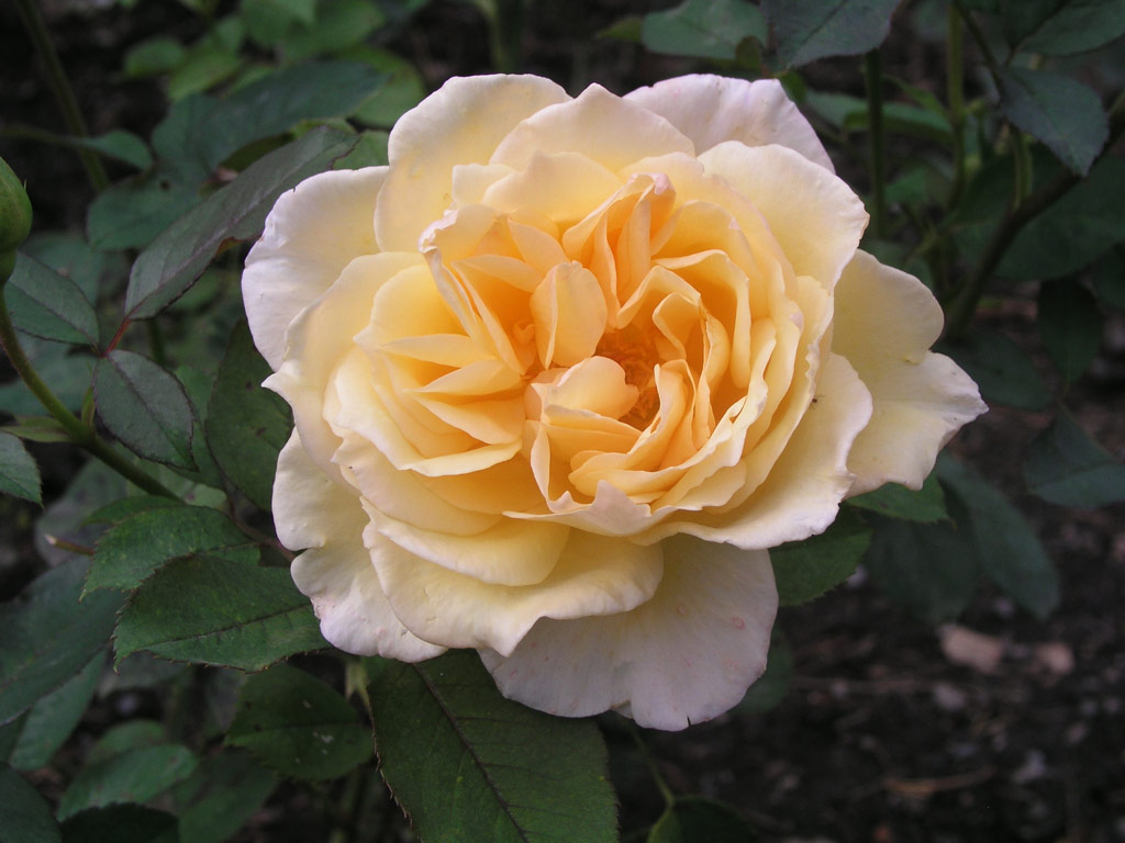 růže Poesie (Strnad)