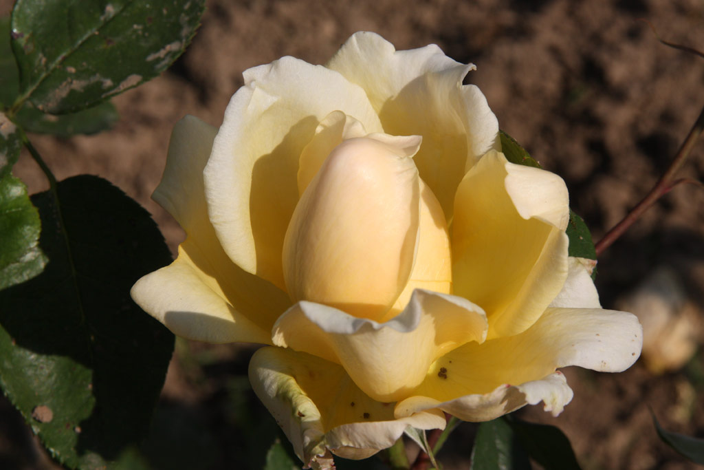 růže Poesie (Strnad)