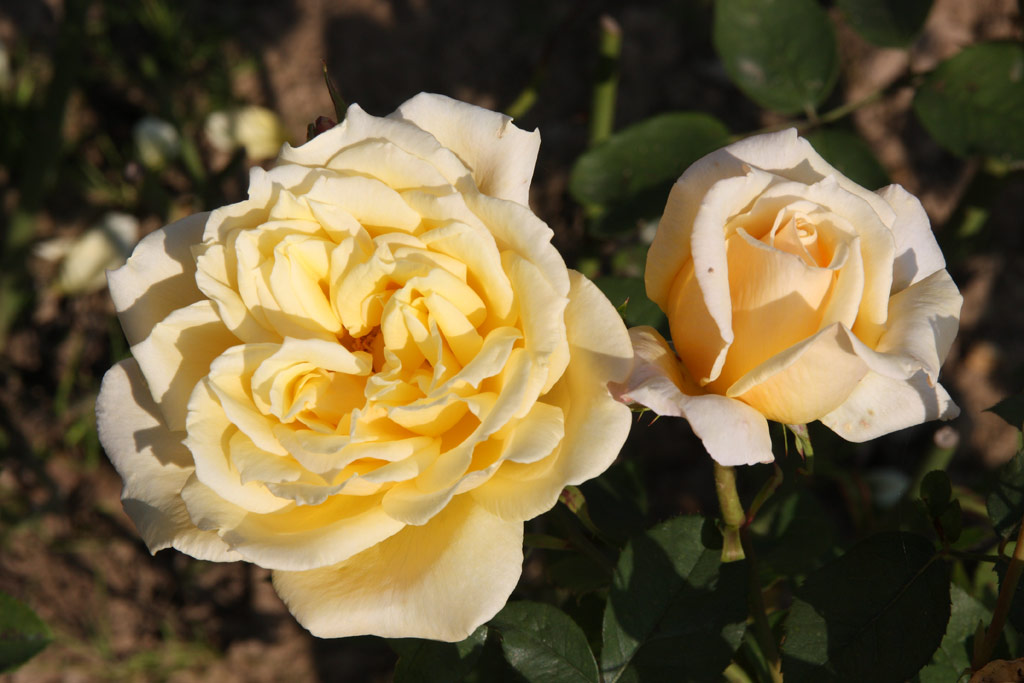 růže Poesie (Strnad)