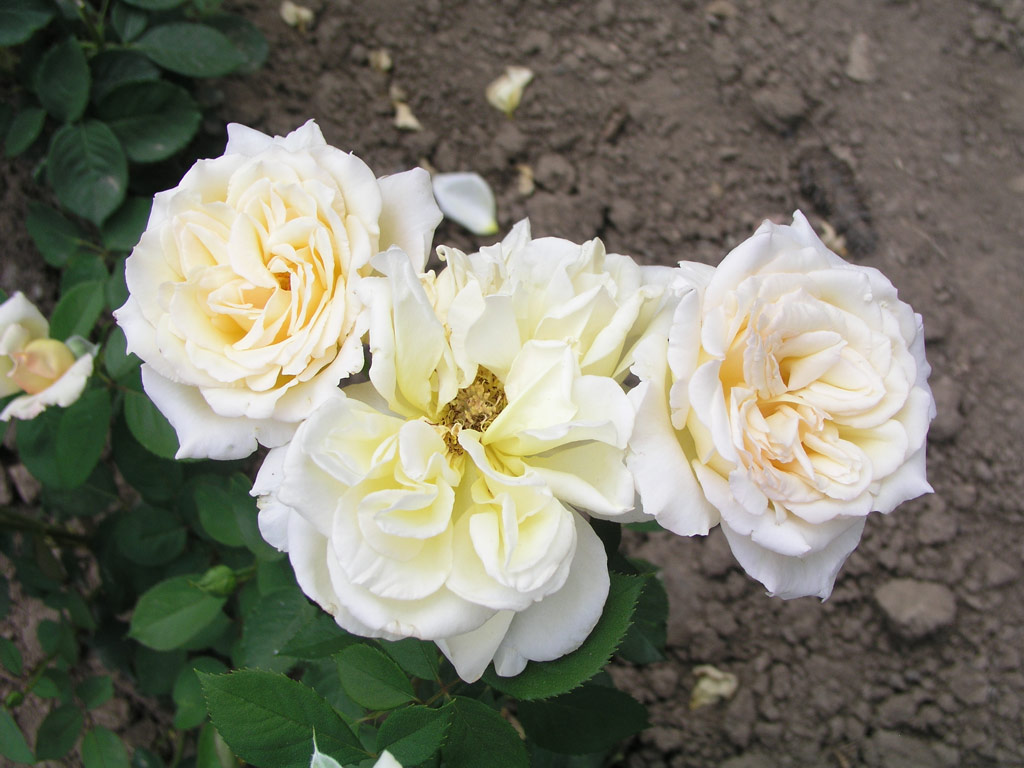 růže Poesie (Strnad)