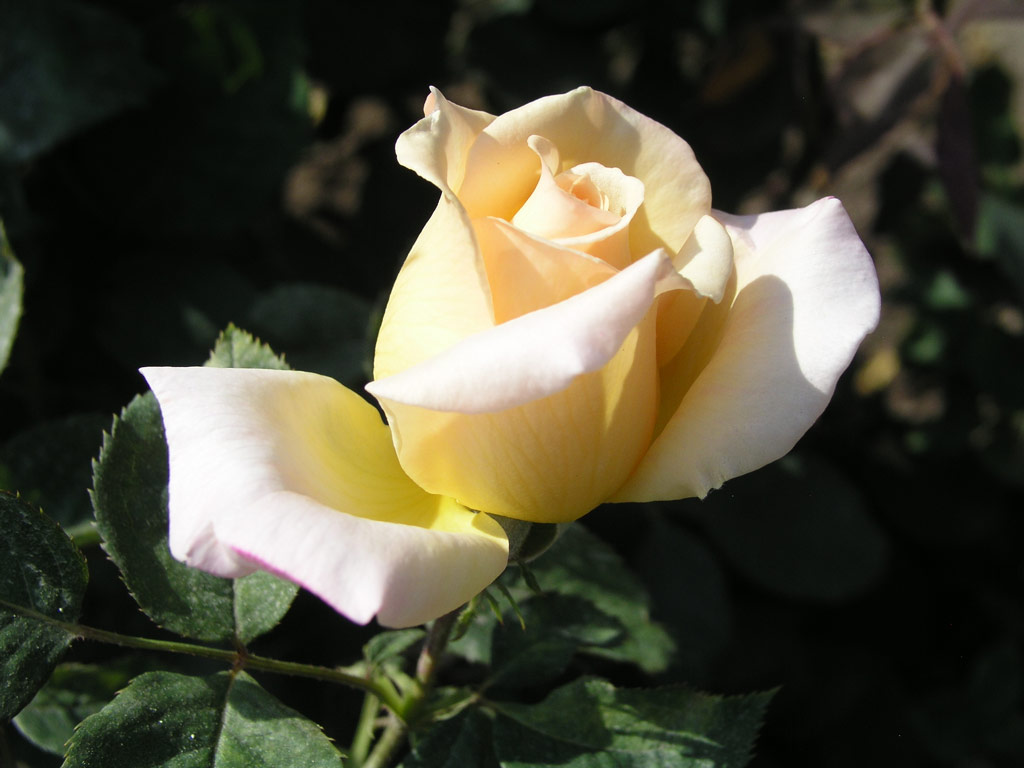 růže Poesie (Strnad)