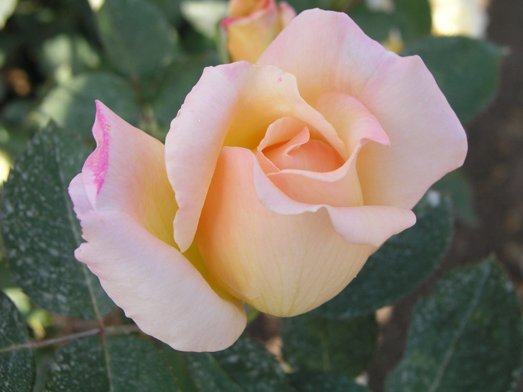 růže Poesie (Strnad)