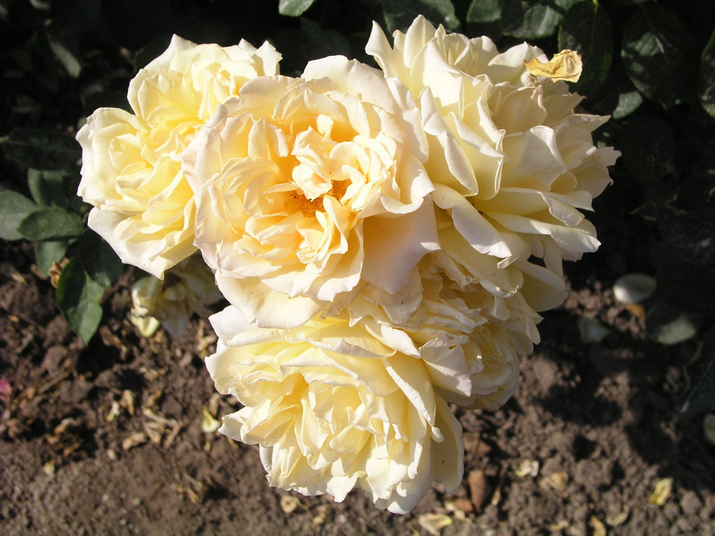 růže Poesie (Strnad)