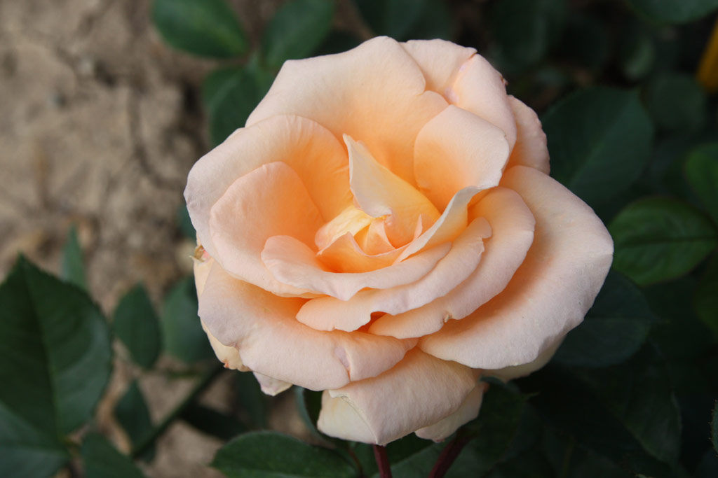 růže Poesie (Strnad)