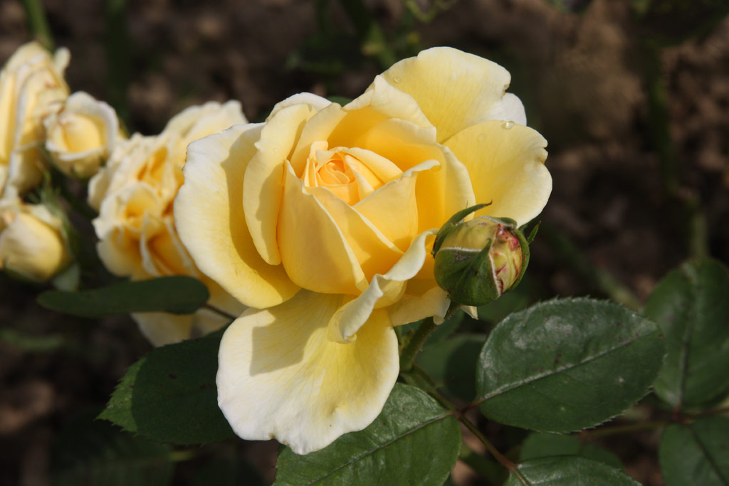 růže Poesie (Strnad)