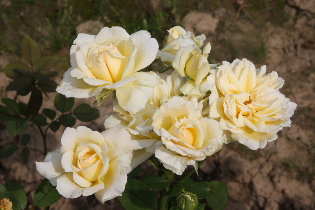 růže Poesie (Strnad)