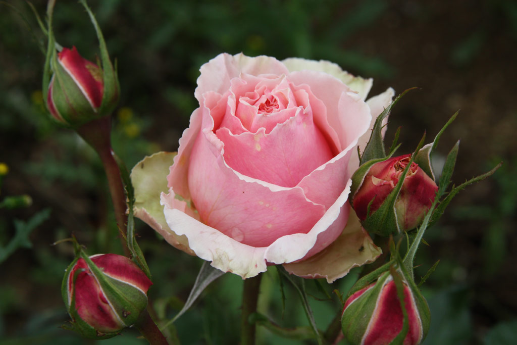 růže Poesie (Warriner)