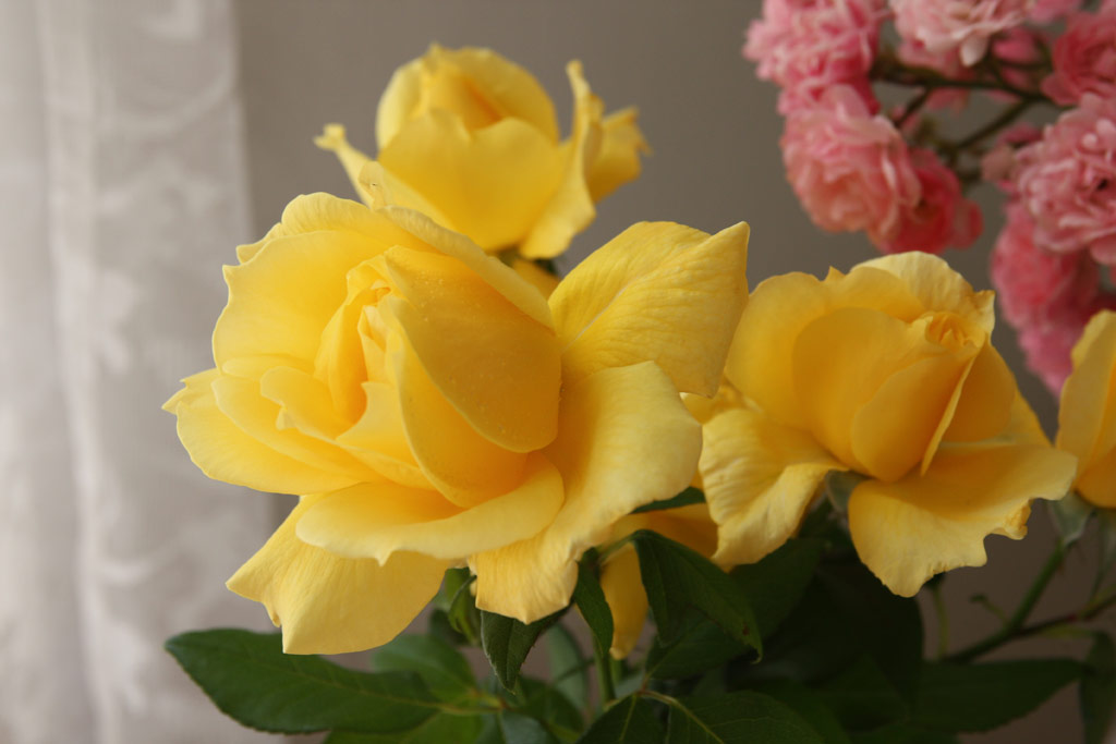 růže Point du Jour