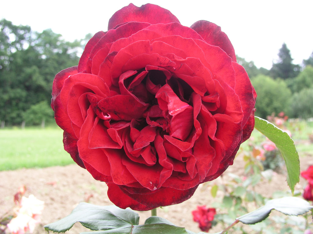 růže Pol Robson