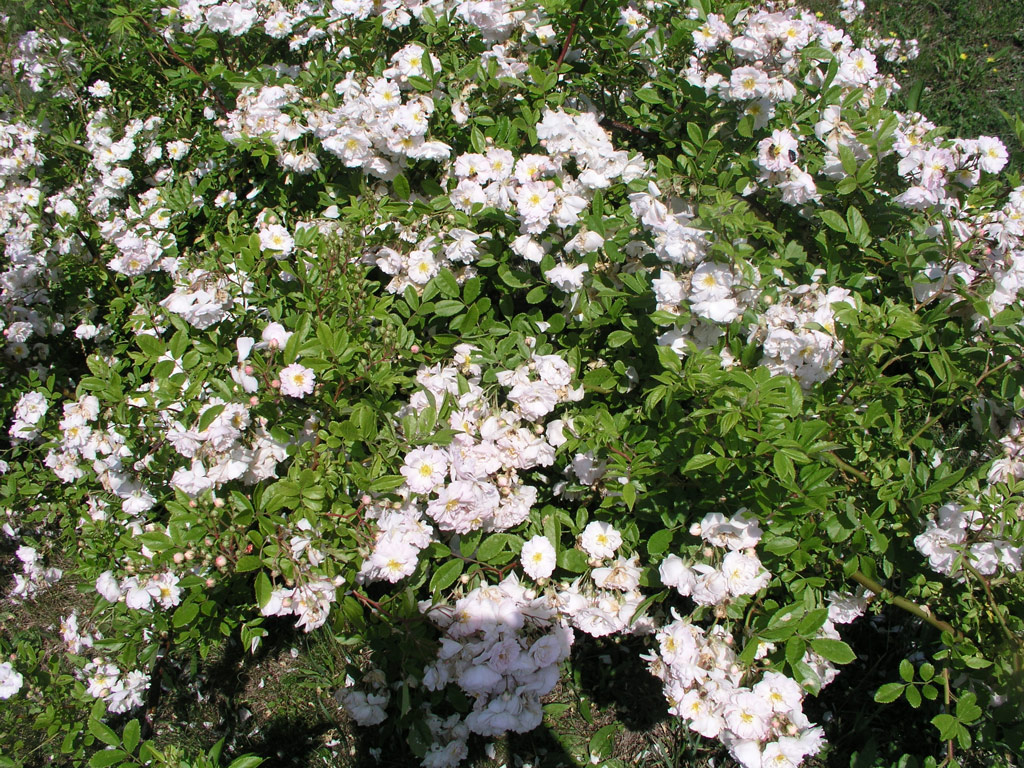 růže Pompon Blanc Parfait