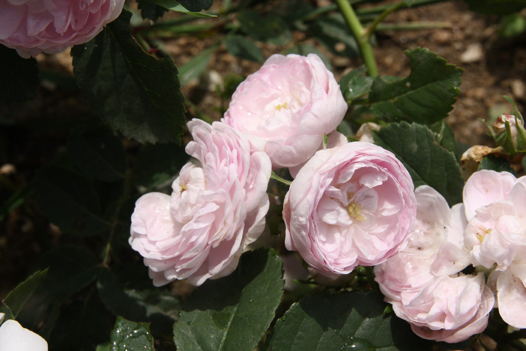 růže Pompon Blanc Parfait