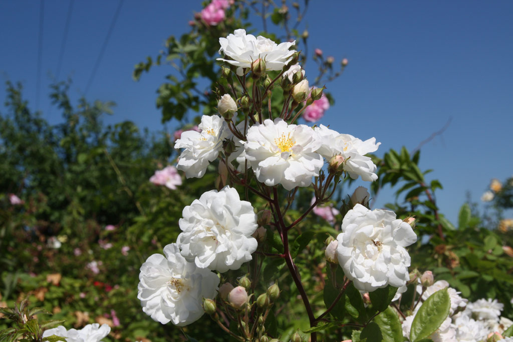 růže Pompon Blanc Parfait