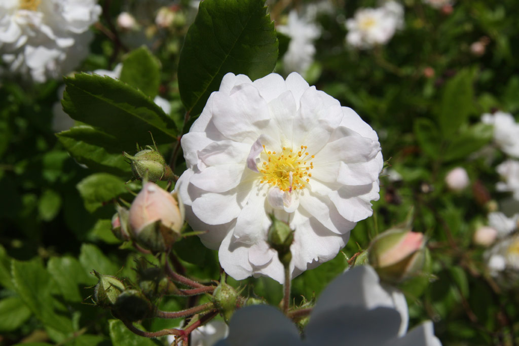 růže Pompon Blanc Parfait