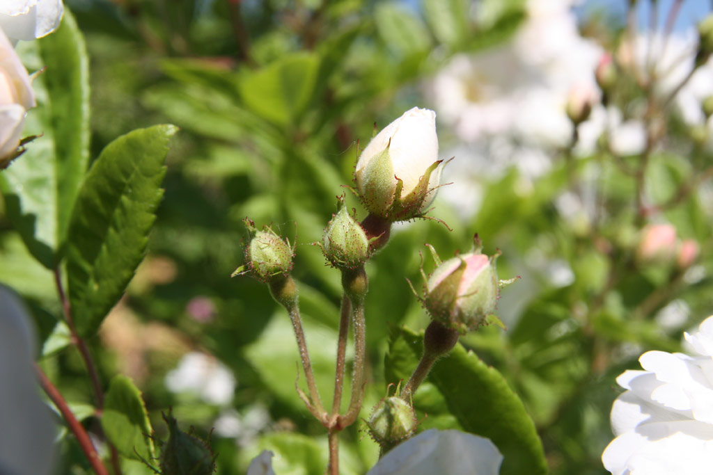 růže Pompon Blanc Parfait