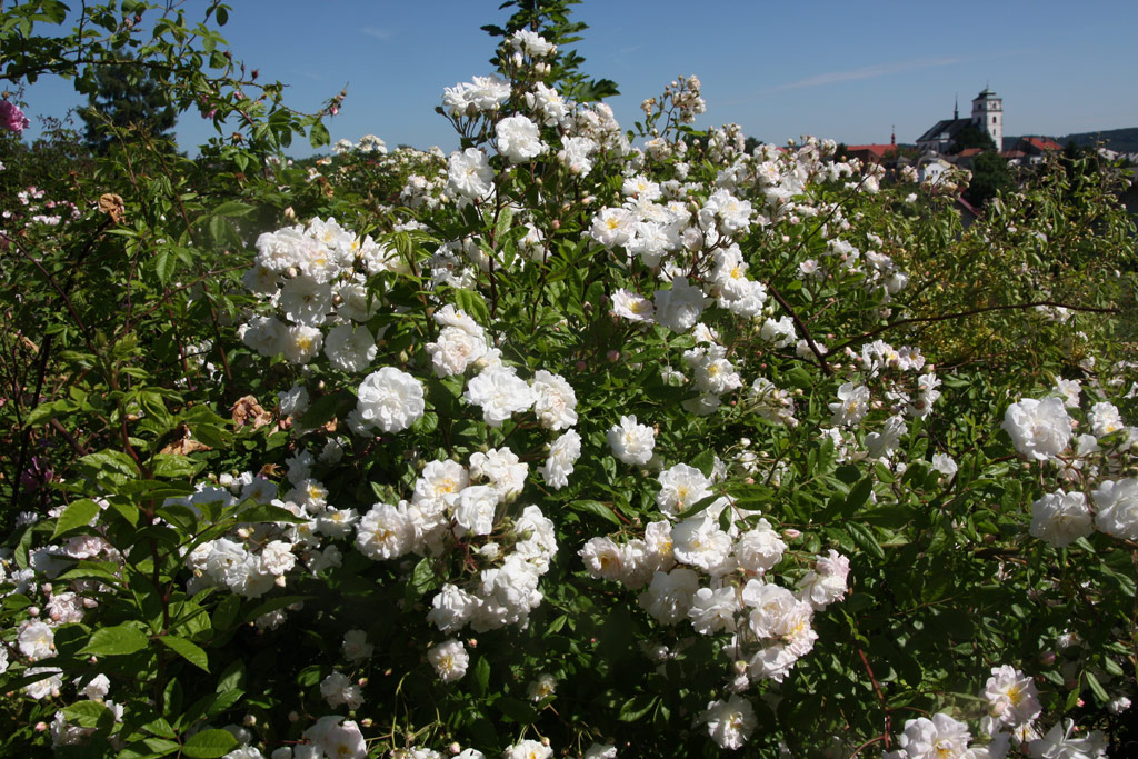 růže Pompon Blanc Parfait