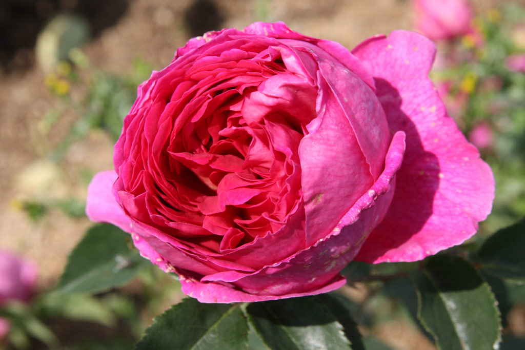 růže Pompon de Paris (Skali?any)