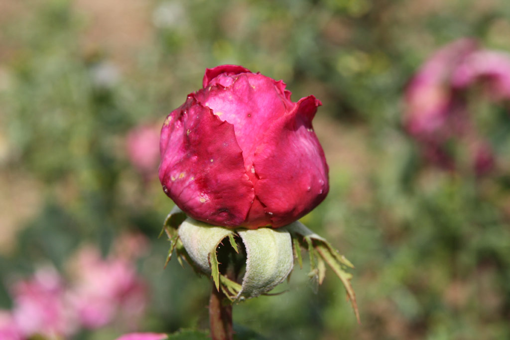 růže Pompon de Paris (Skali?any)