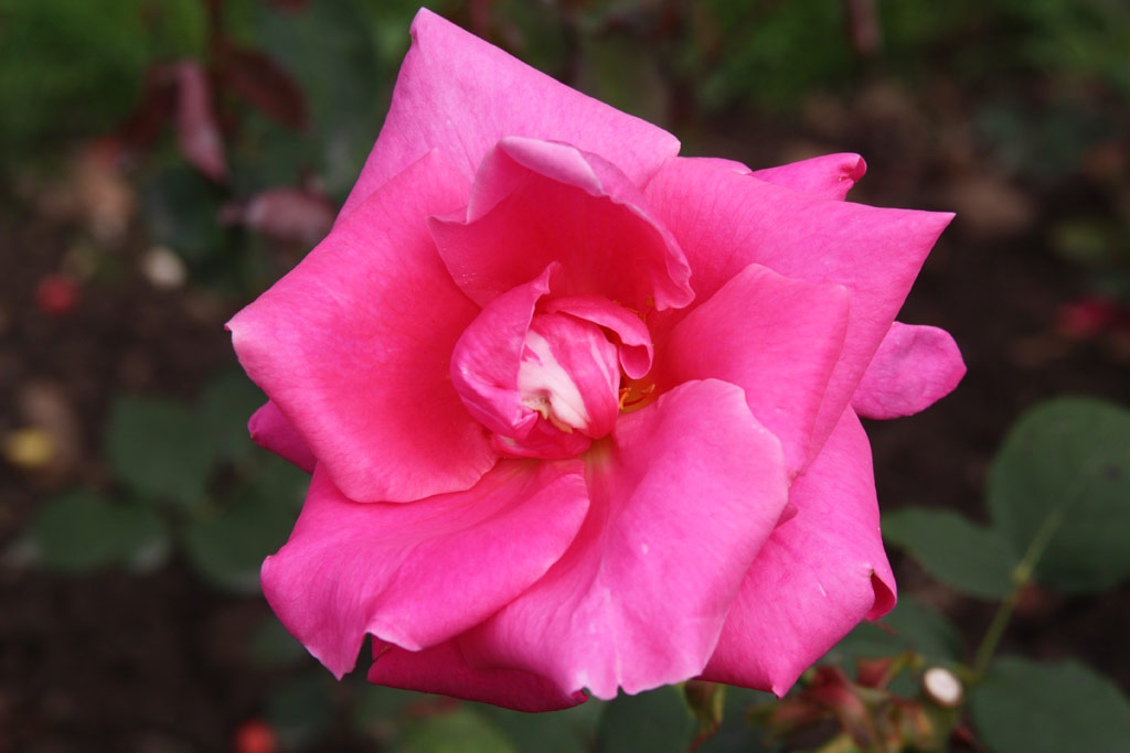 růže Pontcarral