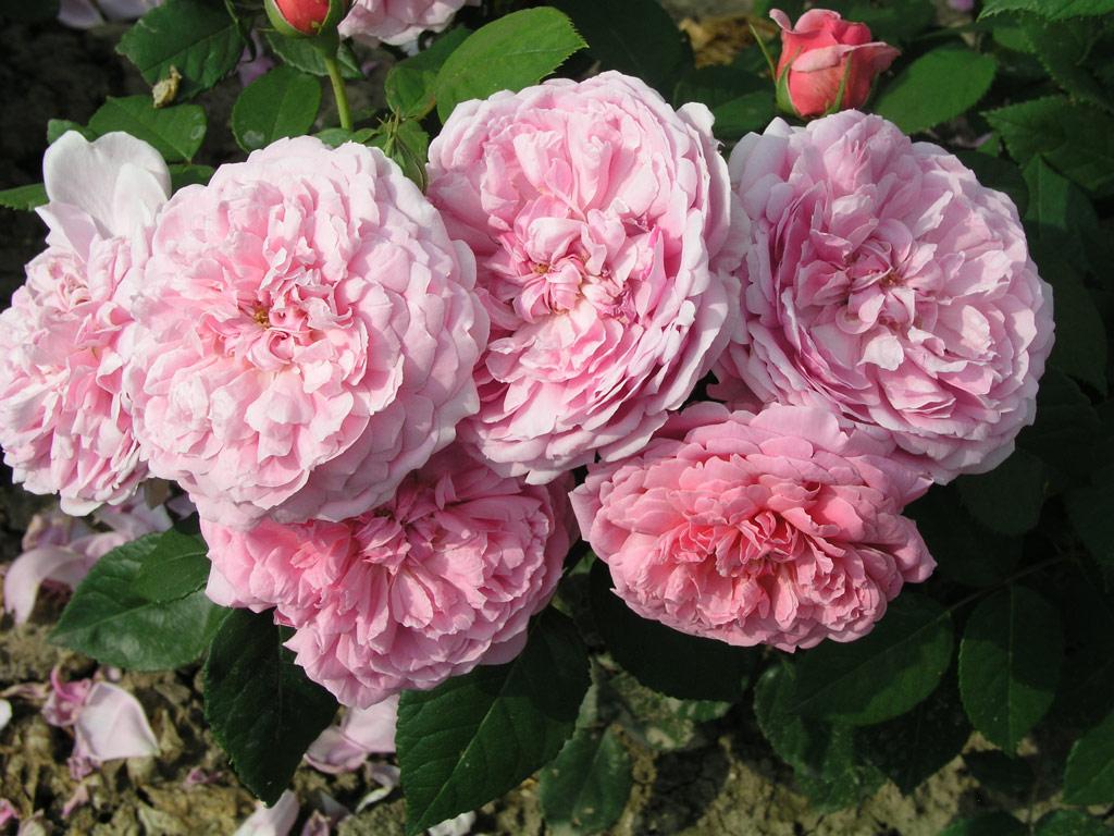 růže Poulsens Bedder