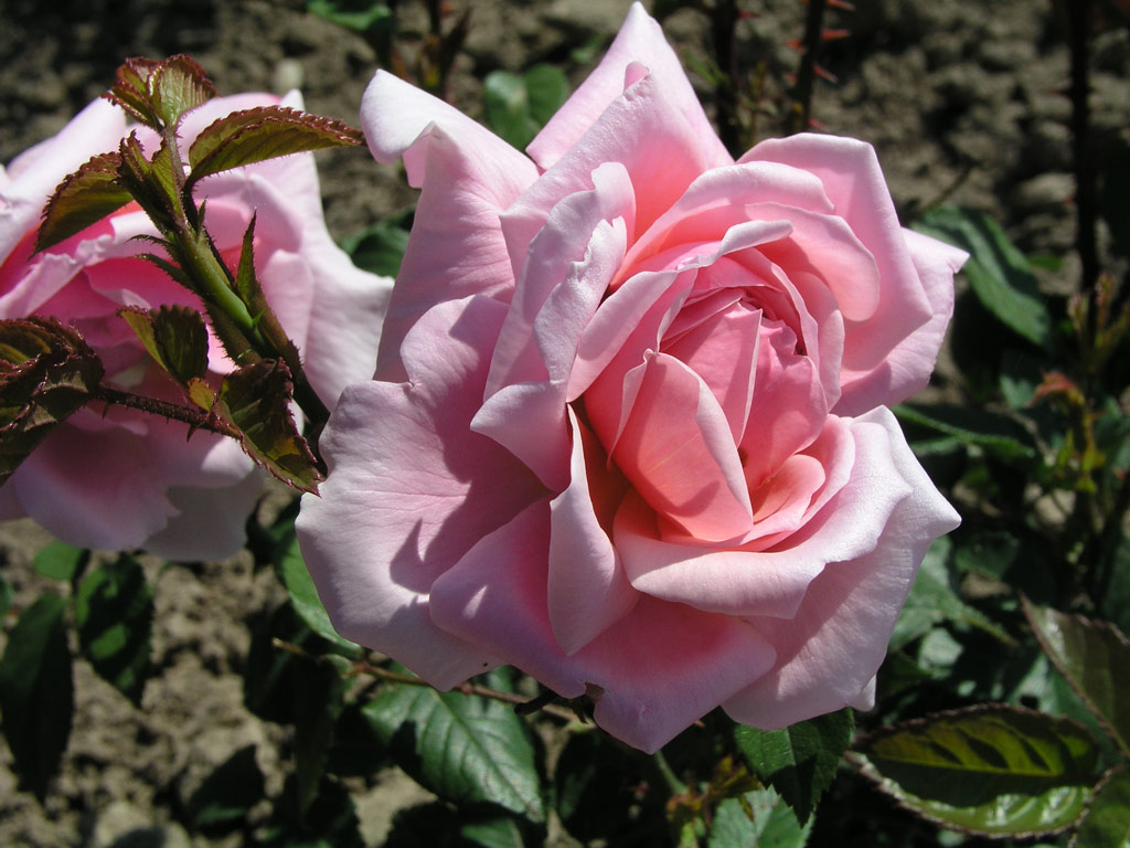 růže Poulsens Bedder