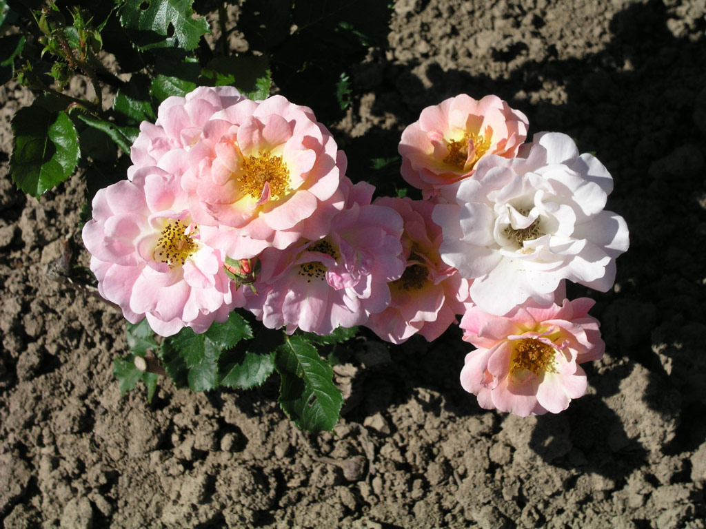 růže Poulsens Pink