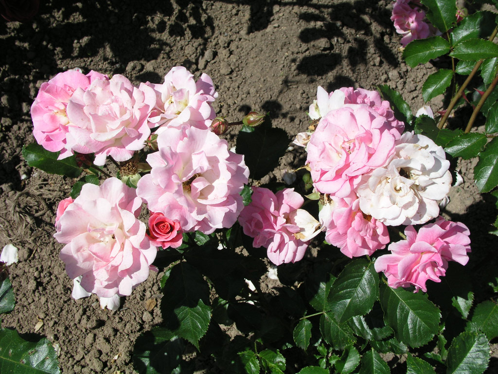 růže Poulsens Pink