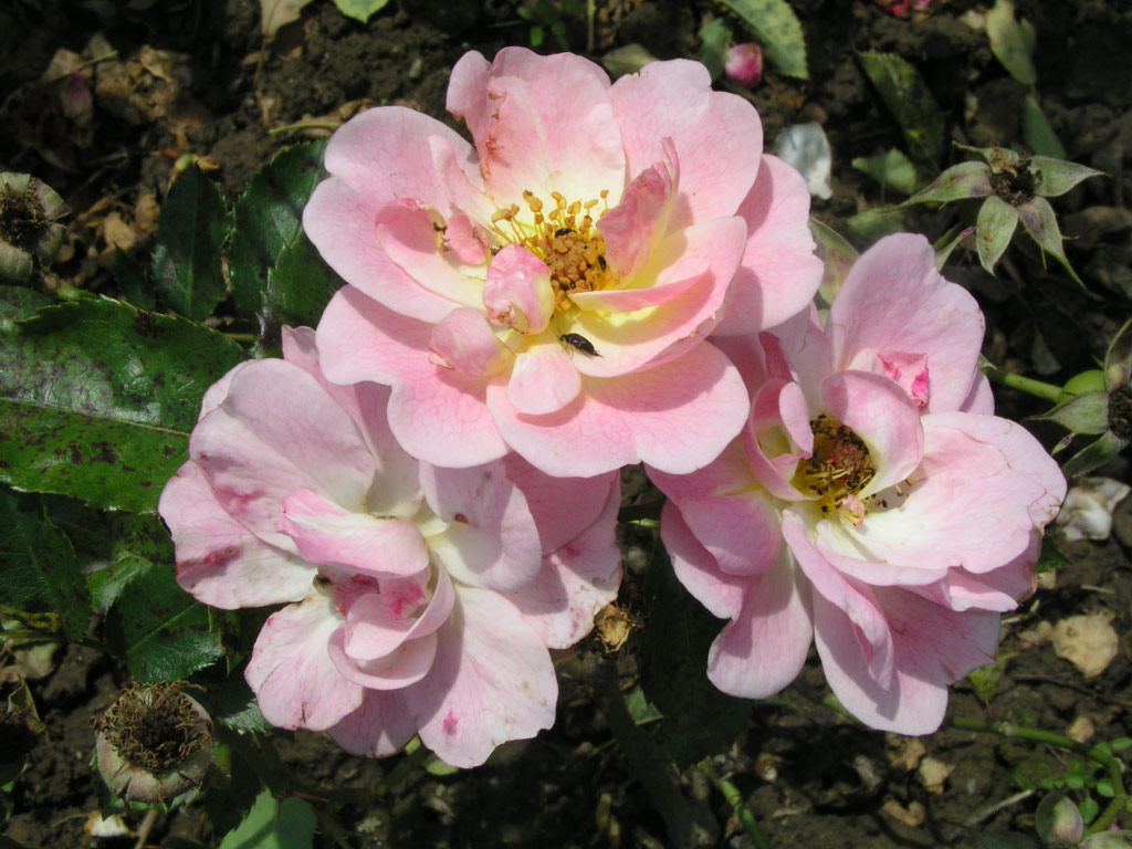 růže Poulsens Pink