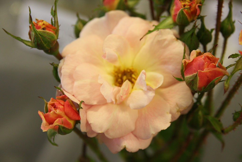 růže Poulsens Pink