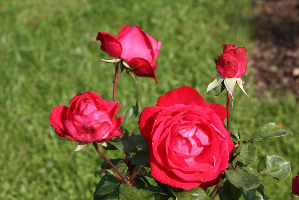 růže Pour Vous Madame