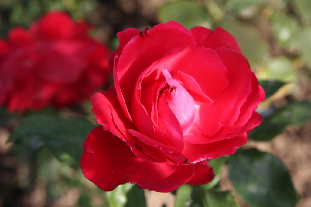 růže Pour Vous Madame