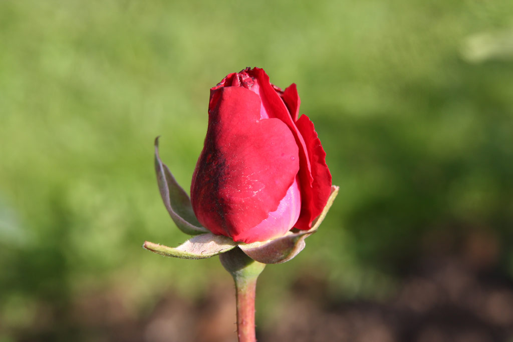 růže Pour Vous Madame