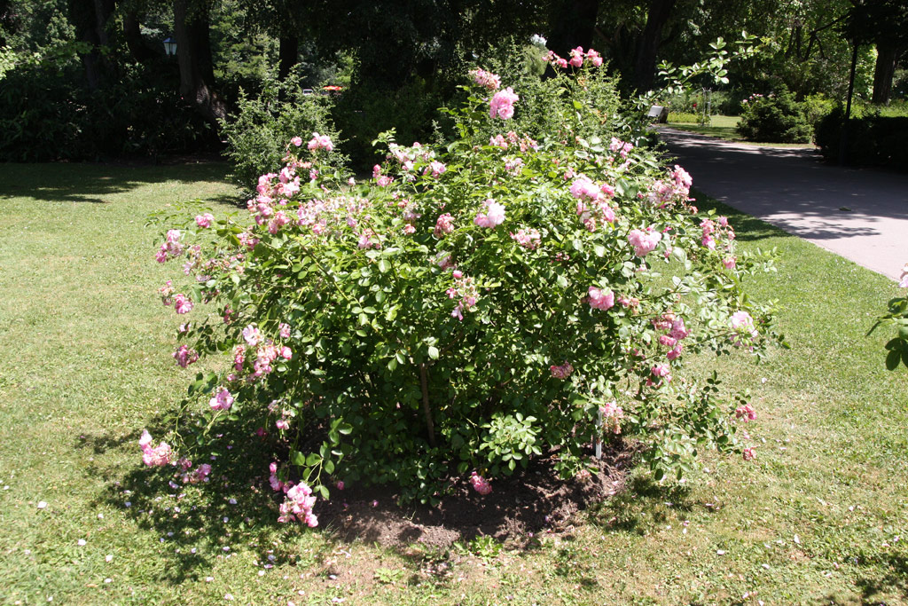 růže Pozdrav z Pr?honic